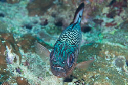 BD-130709-Maldives-9790-Myripristis-adusta.-Bleeker.-1853-[Shadowfin-soldierfish].jpg